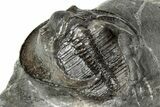 Detailed Scotoharpes Trilobite - Boudib, Morocco #344465-5
